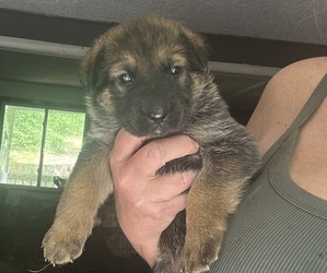 German Shepherd Dog Puppy for Sale in FRANKLIN, Georgia USA