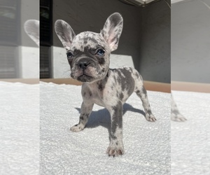 French Bulldog Puppy for sale in LOS ANGELES, CA, USA