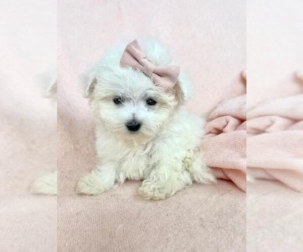 Medium Photo #12 Maltese Puppy For Sale in BOSTON, MA, USA