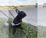 Small #2 French Bulldog