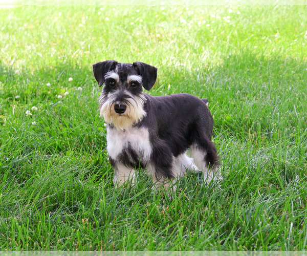 Medium Photo #4 Schnauzer (Miniature) Puppy For Sale in SYRACUSE, IN, USA