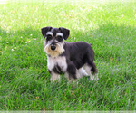 Small #3 Schnauzer (Miniature)