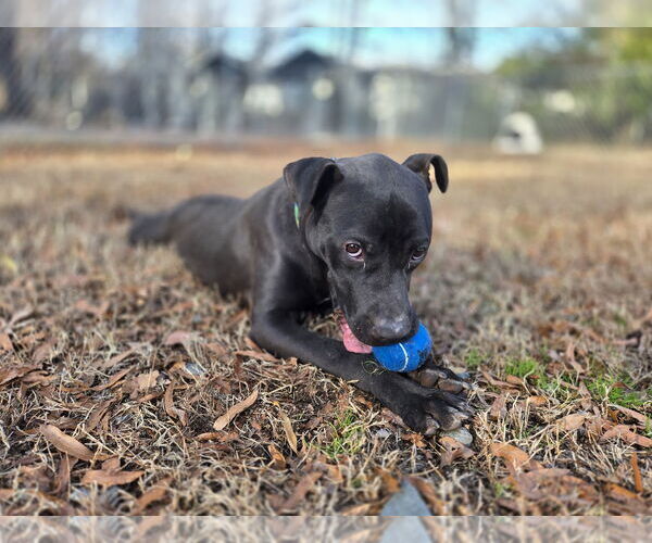 Medium Photo #3 Mutt Puppy For Sale in Albemarle, NC, USA