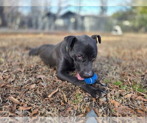 Dakota - Male Mutt Dog for Adoption - Photo #3