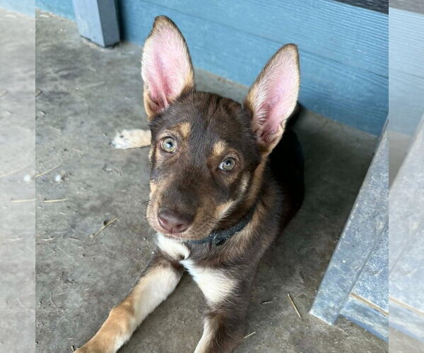 Medium Photo #1 German Shepherd Dog-Unknown Mix Puppy For Sale in Canton, CT, USA