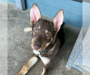German Shepherd Dog-Unknown Mix Dogs for adoption in Canton, CT, USA