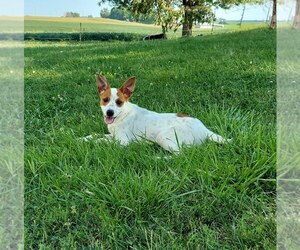 Australian Cattle Dog-Unknown Mix Puppy for sale in FRYTOWN, IA, USA