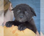 Small #5 Australian Shepherd Mix