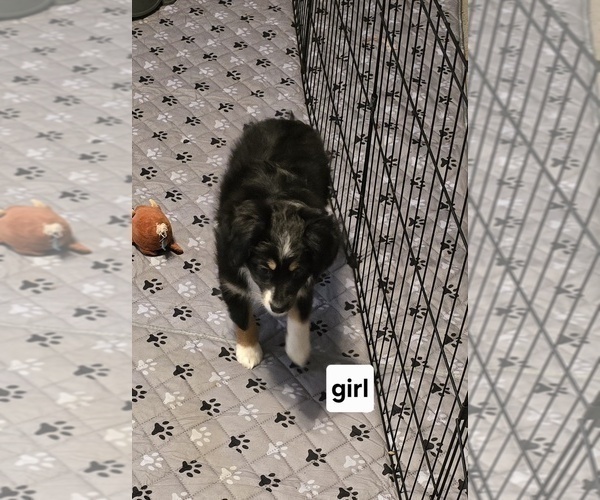 Medium Photo #3 Miniature Australian Shepherd Puppy For Sale in WADESBORO, NC, USA