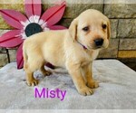 Puppy Misty AKC Eng Labrador Retriever