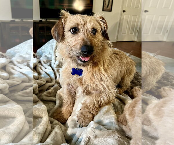 Medium Photo #5 Norfolk Terrier-Unknown Mix Puppy For Sale in Lakemont, GA, USA