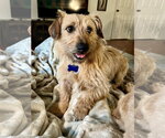 Small #4 Norfolk Terrier Mix
