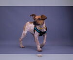 Small Photo #7 Mutt Puppy For Sale in Princeton, MN, USA