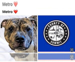 American Pit Bull Terrier Dogs for adoption in Akron, OH, USA