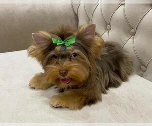 Yorkshire Terrier Puppy for sale in BALDWIN HILLS, CA, USA