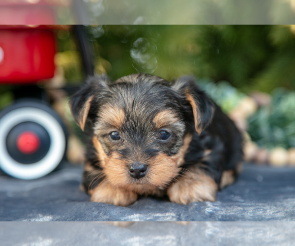 Medium Photo #13 Yorkshire Terrier Puppy For Sale in KIRKWOOD, PA, USA