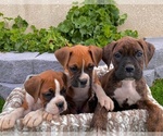 Small Photo #17 Boxer Puppy For Sale in BANNING, CA, USA