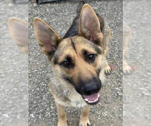 Medium German Shepherd Dog