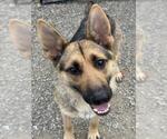 Small German Shepherd Dog