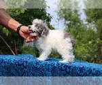 Small #3 Poodle (Toy)