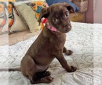 Small #2 Mutt