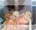Small Photo #12 Goldendoodle Puppy For Sale in CHULA VISTA, CA, USA