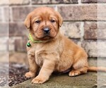 Small Photo #1 Labrador Retriever Puppy For Sale in MANHEIM, PA, USA