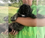 Small Photo #4 Mastiff Puppy For Sale in APOLLO, PA, USA