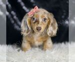 Small #2 Dachshund