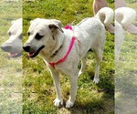Small #4 Anatolian Shepherd-Labrador Retriever Mix