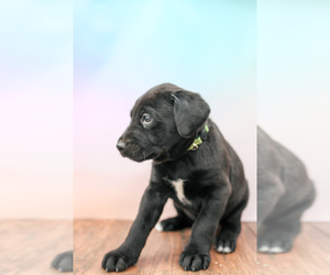 Labrador Retriever-Rhodesian Ridgeback Mix Puppy for sale in ROLLA, MO, USA