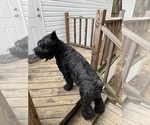 Small Photo #1 Schnauzer (Giant) Puppy For Sale in BAXLEY, GA, USA