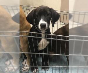 Great Dane-Labrador Retriever Mix Dogs for adoption in Conroe, TX, USA