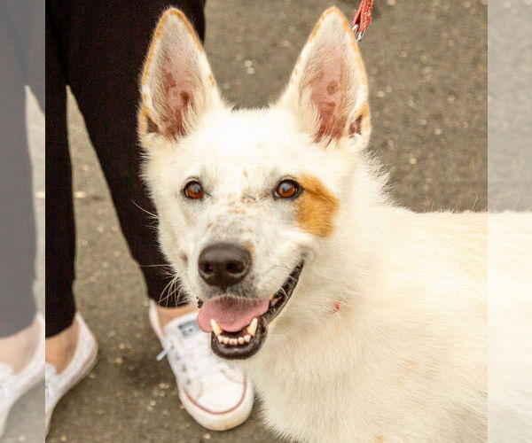 Medium Photo #1 Mutt Puppy For Sale in Canton, CT, USA