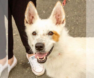 Mutt Dogs for adoption in Canton, CT, USA