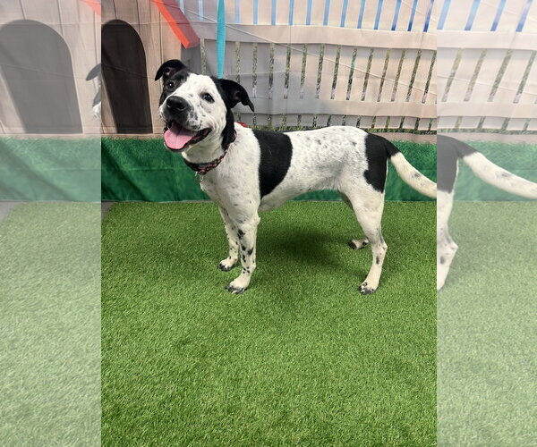 Medium Photo #2 Mutt Puppy For Sale in Euless, TX, USA