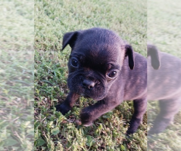 Medium Photo #16 Buggs Puppy For Sale in WEST PLAINS, MO, USA