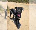 Small Photo #2 Mutt Puppy For Sale in Chula Vista, CA, USA