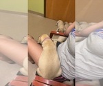 Small #6 Mastiff