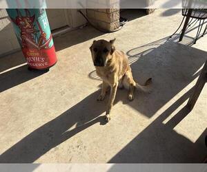 German Shepherd Dog-Unknown Mix Dogs for adoption in San Antonio, TX, USA