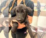 Small German Shepherd Dog Mix