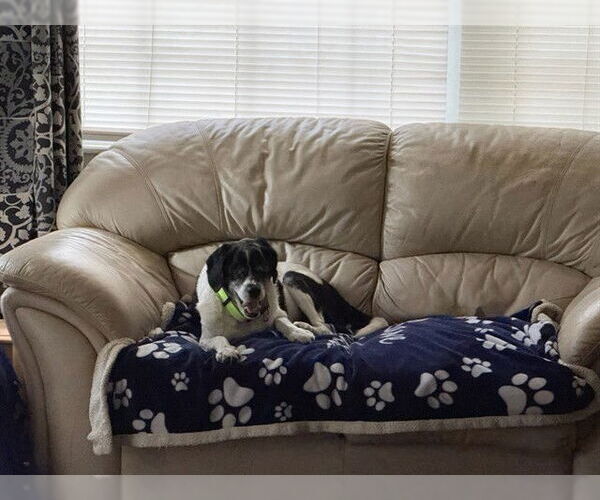 Medium Photo #2 Cocker Spaniel-English Springer Spaniel Mix Puppy For Sale in Ocala, FL, USA