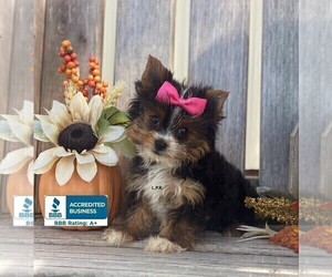 Yorkshire Terrier Puppy for sale in WINNSBORO, LA, USA