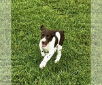 Small #3 Brittany