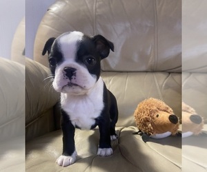 Boston Terrier Puppy for sale in GREENSBORO, NC, USA