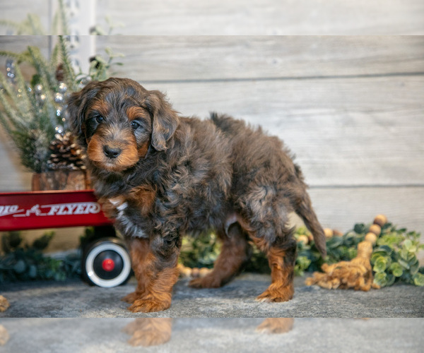 Medium Photo #3 Goldendoodle (Miniature) Puppy For Sale in MIDDLEBURY, IN, USA