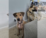 Small #9 American Staffordshire Terrier Mix