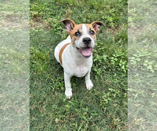Medium Photo #5 Bulldog-Jack Russell Terrier Mix Puppy For Sale in Ball Ground, GA, USA