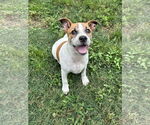 Small #4 Bulldog-Jack Russell Terrier Mix
