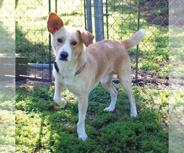Medium Photo #2 Mutt Puppy For Sale in Canton, CT, USA